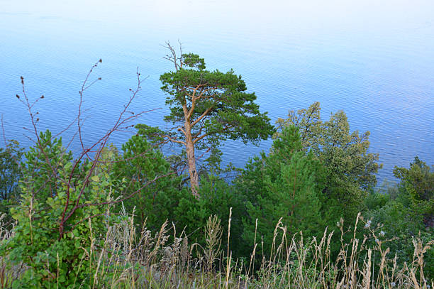 Pine Tree on the edge of the hill Overlooking Serene Waters