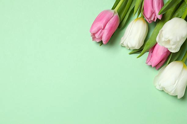 istock Beautiful fresh tulips on color background 2250767989
