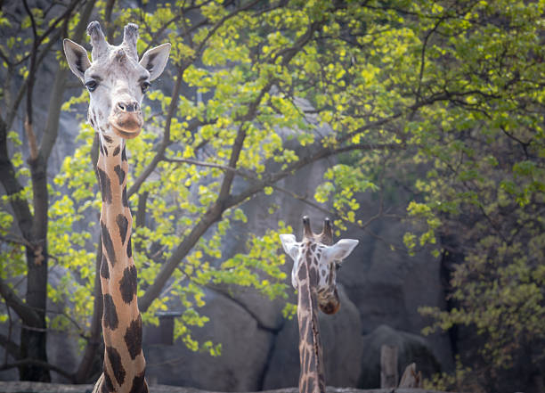 Aerial view of Giraffes