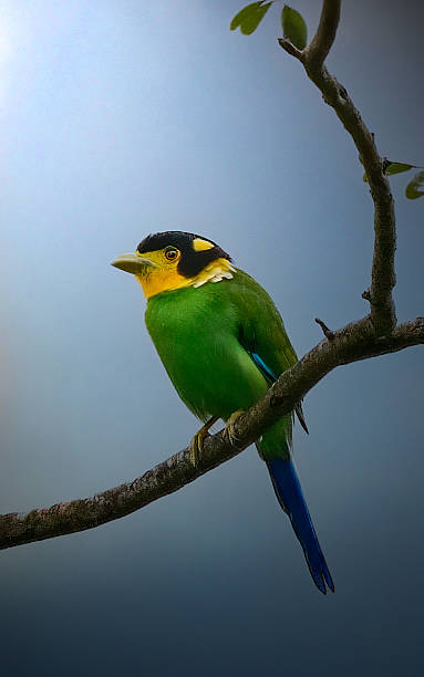 Helmet Bird aka Long-Tailed Broadbil