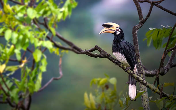 istock Oriental Pied Hornbill 2250768155