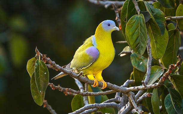 Yellow-Footed Green Pigeon on a perch