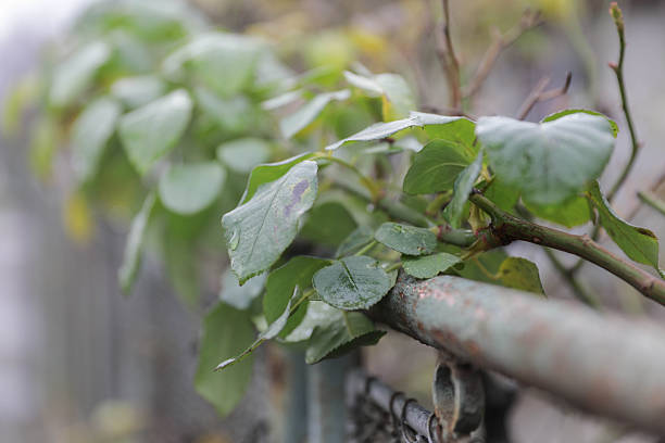 Close Up Of Green Rose Leaves Growing On A Branch Along A Metal Fence, Captured Outdoors With Shallow Depth Of Field And Natural Soft Background.