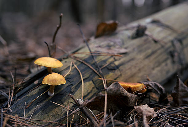 Close-up macro photograph of wild mushrooms likely identified as Gymnopilus sapineus (Rustgill or Pine Gymnopilus) growing on a decaying fallen log in a pine forest. The image shows small orange caps with distinct gills, surrounded by dry pine needles and autumn leaves on the forest floor.