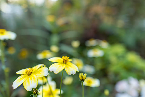 Yellow chrysanthemum multicaule blossoming in the park.