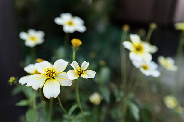 Yellow Bidens Blossoms in Soft Natural Light
