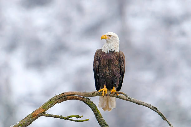 Bald eagle perched on a barren branch. An alert bald eagle perched on a barren branch is searching for fish below near Coeur d'Alene, Idaho. perching stock pictures, royalty-free photos & images
