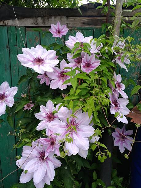 istock lilac clematis with large inflorescences is blooming 2250772891