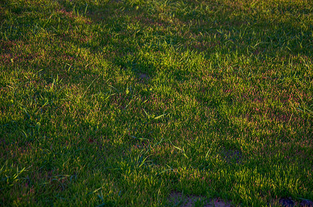 A close-up texture of lush green lawn grass illuminated by bright, directional golden hour sunlight. The dense turf provides a vibrant natural background with rich color variation and contrasting shadows, perfect for design overlays.