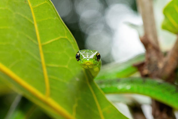 istock Eastern Natal green snake (Philothamnus natalensis) in a small tree 2250774660
