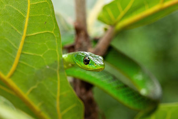 istock Eastern Natal green snake (Philothamnus natalensis) in a small tree 2250774789