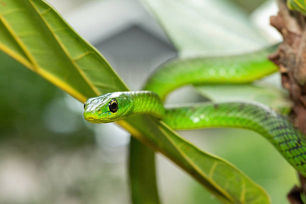 istock Eastern Natal green snake (Philothamnus natalensis) in a small tree 2250774790