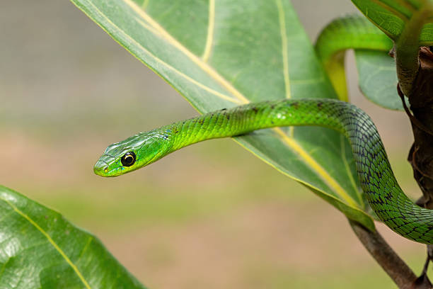 istock Eastern Natal green snake (Philothamnus natalensis) in a small tree 2250774793