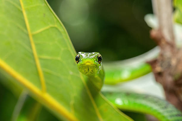 istock Eastern Natal green snake (Philothamnus natalensis) in a small tree 2250775016