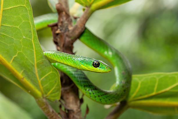 istock Eastern Natal green snake (Philothamnus natalensis) in a small tree 2250775180