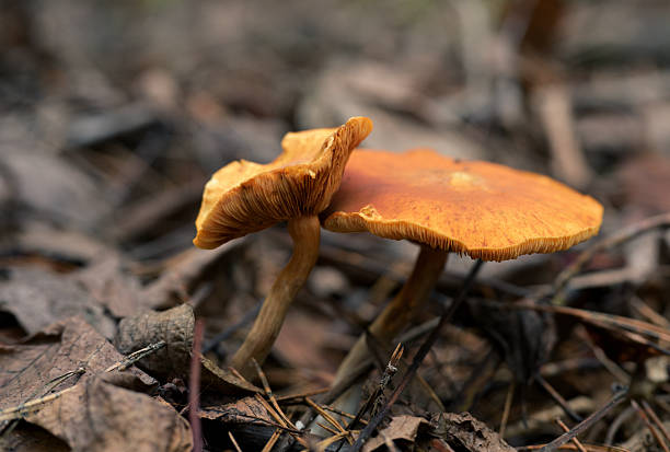 Close-up horizontal photograph of two orange spectacular rustgill mushrooms (Gymnopilus junonius), also known as rustgill or laughing gym, growing on a forest floor covered with dry leaves and pine needles. The detailed texture of the caps and gills is clearly visible, while the background is softly blurred. Natural macro scene ideal for themes of mycology, forest ecology, autumn nature, and wild fungi.