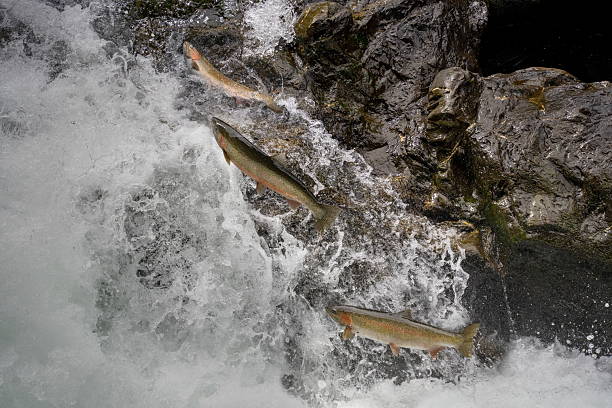 istock steelhead jumping waterfalls 2250776807