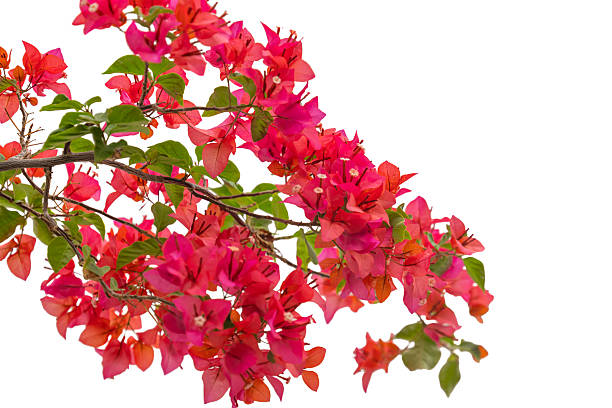 istock Red bougainvillea isolated 2250781162