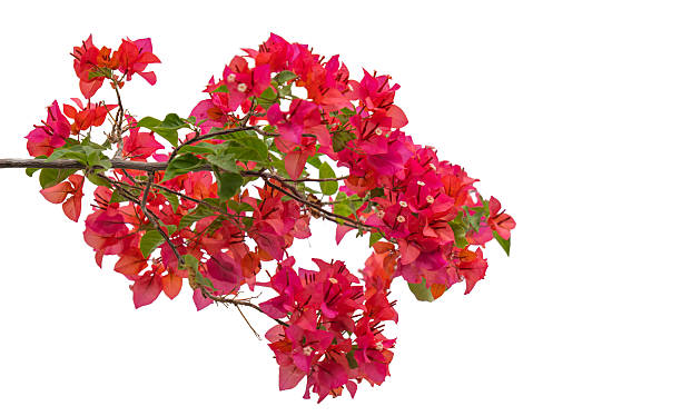 istock Red bougainvillea isolated 2250781164