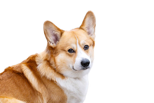 istock Portrait of a corgi isolated 2250782795