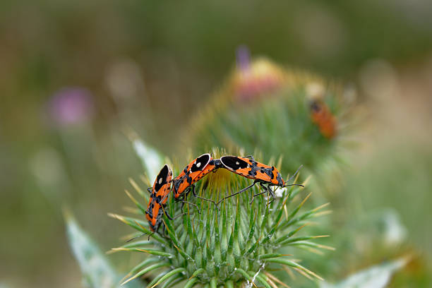 A close-up shot of several firebugs perched on a thistle plant with a soft, blurred background.