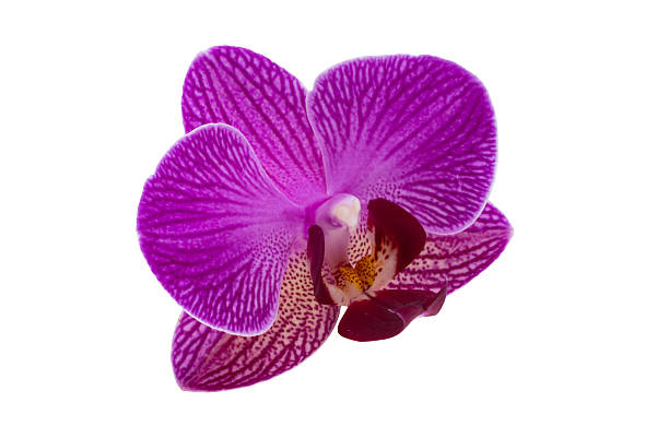 istock Lilac orchid flower isolated 2250783500