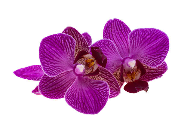 istock Lilac orchid flower isolated 2250783508