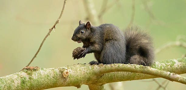istock Black Squirrel Eating Nut On Branch In Quiet Forest Scene During Morning Light 2250786137