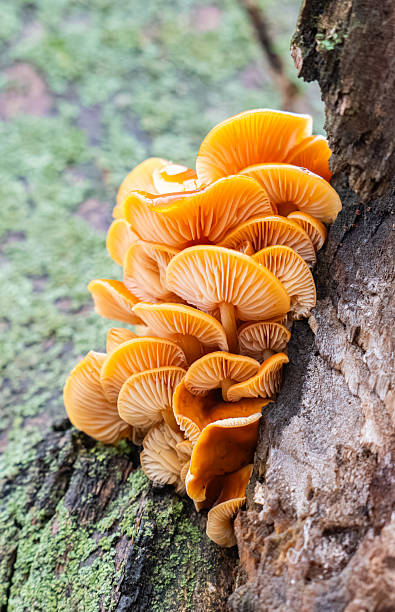 istock Winter honey mushrooms growing 2250786335