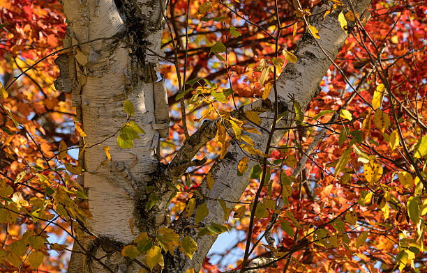 Close-up of a birch tree trunk surrounded by vibrant autumn leaves in hues of red, orange, and yellow. Warm sunlight highlights the textured bark, evoking a peaceful outdoor fall scene.