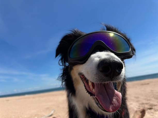 istock Dog with goggles at the beach 2250786590