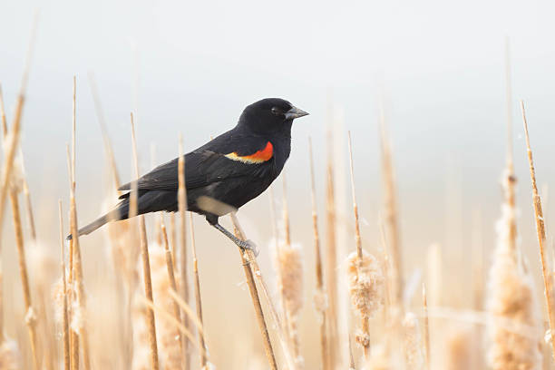 Red winged blackbird perched on cattail.