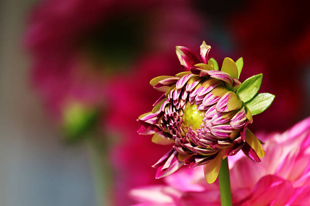 A closed pink dahlia flower