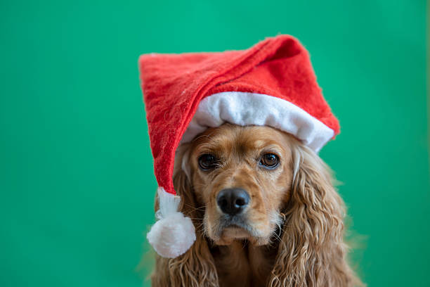 Adorable blue-eyed dog wearing a Santa hat, surrounded by Christmas lights, creating a warm, festive holiday atmosphere.