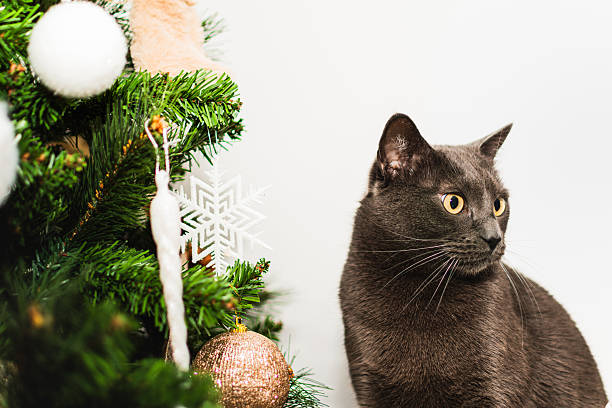 Curious domestic cat peeking out from green christmas tree branches decorated with colorful bokeh lights and glowing ornaments, representing holiday joy and pet curiosity