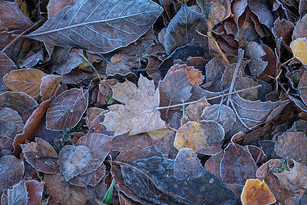 Frosted colorful autumn leaves on the ground