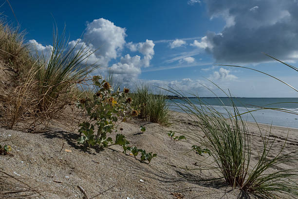 Top view on green sea sandwort (Honckenya peploides) plant growing in the white sand by Baltic sea