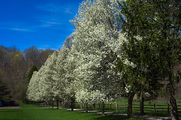 istock Row of white trees 2250795164