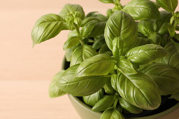 istock Basil. Pot with fresh green basil on wooden table. growing indoor plants 2250798411