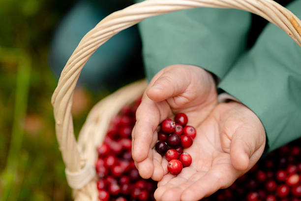 istock Toddler hands cupping cranberries autumn nature background 2250799040