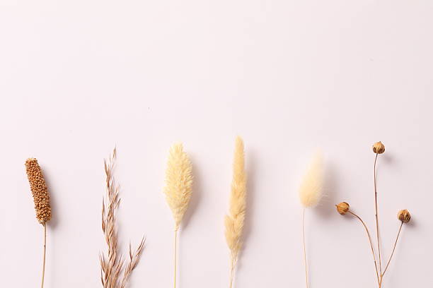 istock Beautiful composition with dry flowers on light background. Top view, space for text 2250800459