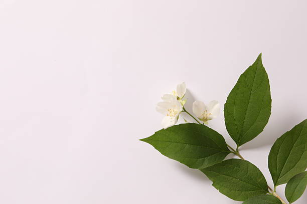 istock A branch with leaves on white background 2250800637