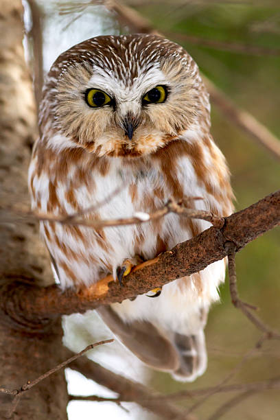 istock Northern saw-whet owl 2250805728