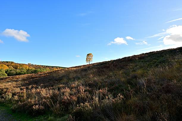 Single autumn tree stands on dry hillside with forest and sky background. High quality photo