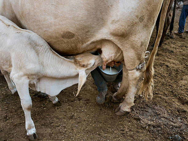 istock Calf drinking milk from its mother in the barn 2250808049