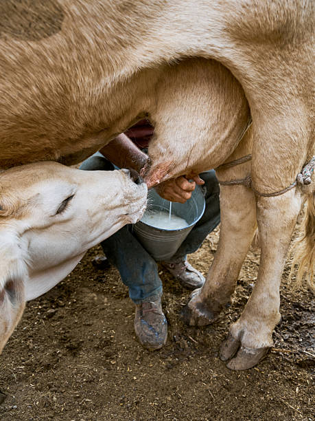 istock Calf drinking milk from its mother in the barn 2250808053