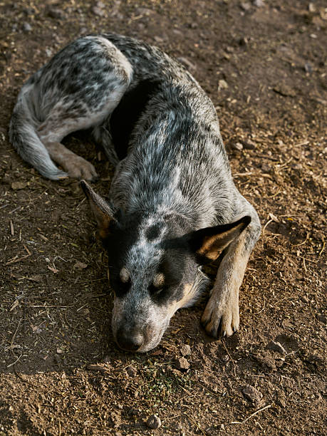 istock White dogs with gray spots sleeping in the barn 2250808181