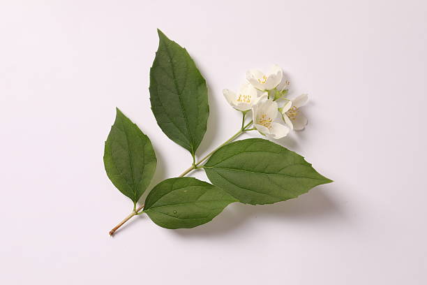 istock Beautiful white jasmine flowers, closeup 2250809612