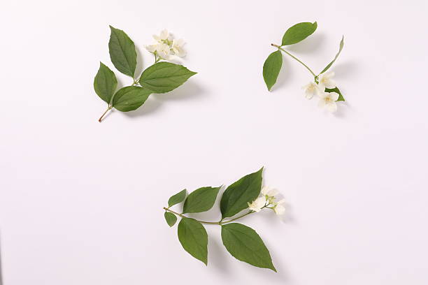istock Beautiful white jasmine flowers, closeup 2250809755
