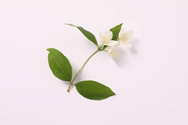 istock Beautiful white jasmine flowers, closeup 2250809782